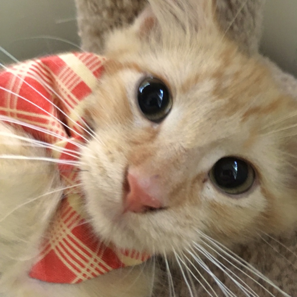 Meet your Posher, Michelle